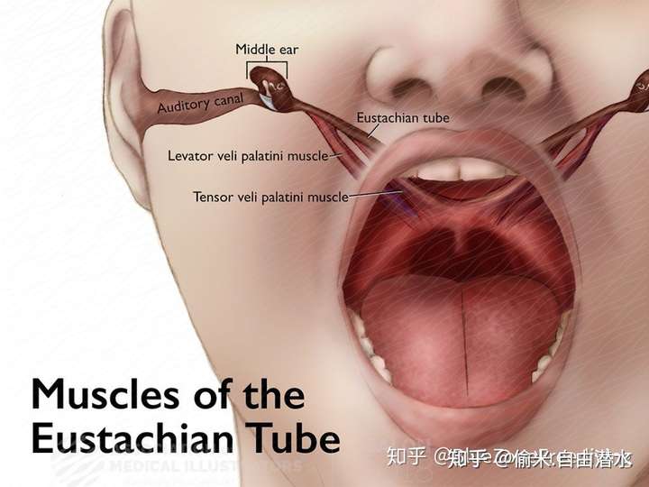 软腭是口腔的上颚后面软的那部分,有些人叫小喉咙或者小金钟.