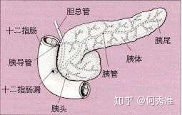 胰可分胰头,胰颈,胰体,胰尾四部分.