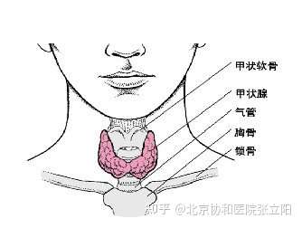 甲状腺癌术后7年了复查也无异常是不是算治愈了