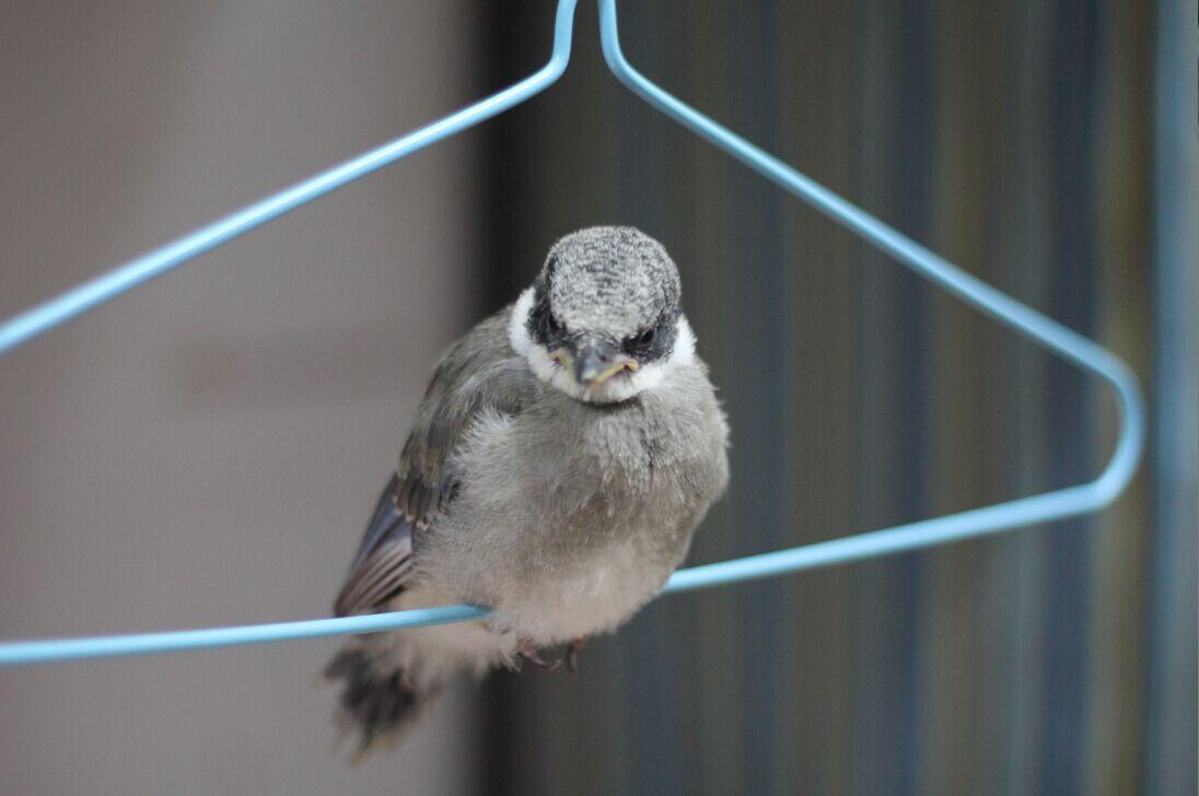 尼康35mm1.8g和佳能50mm1.8哪个虚化效果更