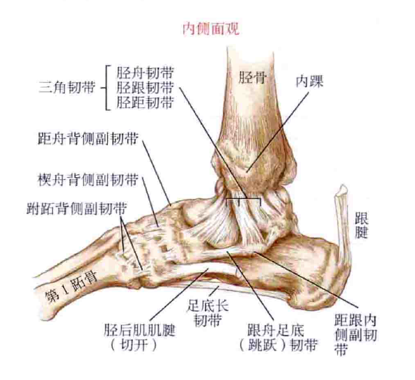这是因为解剖结构中三角韧带的强度和稳定性远远超过踝关节外侧的副