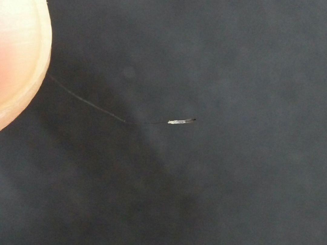 如此怪异<em>的头发毛囊</em>? - 医学 - 知乎