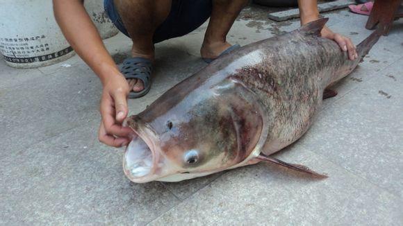 有哪些好吃的河鲜? - 小敖san 的回答