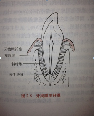 牙是怎么固定在牙龈上的