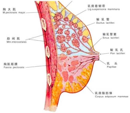 <em>文胸穿</em>得<em>不合适</em>,会造成怎样的后果? - Caracal