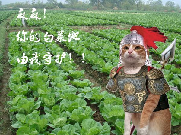 我室友生日的时候做的猫将军哈哈哈哈哈(室友外号"大白菜"
