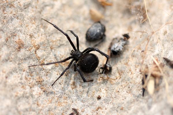 中国的黑寡妇(蜘蛛目araneae 球蛛科theridiidae 寇蛛属latrodectus)