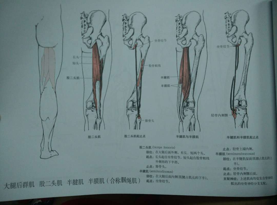 容易拉伤的肌肉是二头肌,半腱肌半膜肌,股薄肌.我自己是