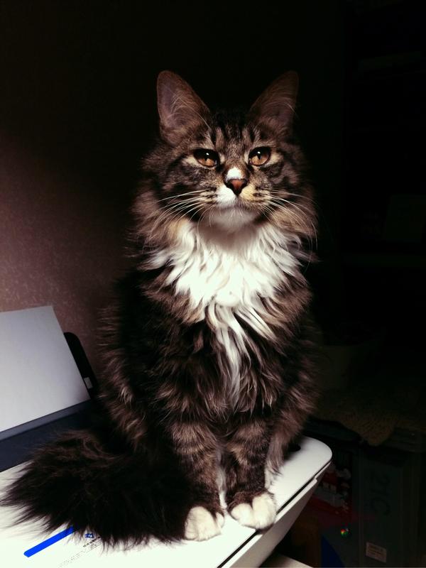 西伯利亚猫,挪威森林猫,缅因猫的区别? - 知乎