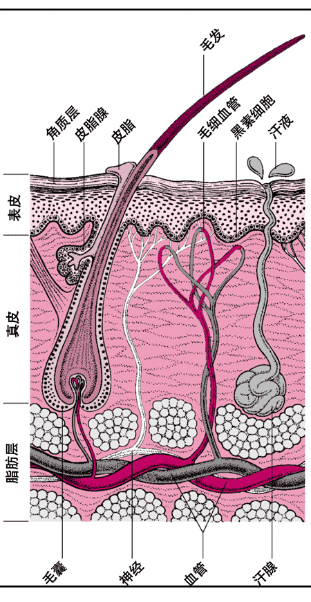 细、软、塌,爱油的<em>头发</em>怎么<em>护理</em>? - Qiu 的回答