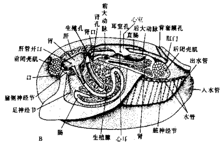 壳纲)的物种,那么绞合部有应有绞合齿(河蚌除外)绞合部其外有黑色韧带
