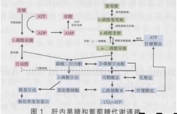 果糖的代谢  这一点之前的答案已经有了很好的答案 我不是生化专业,就