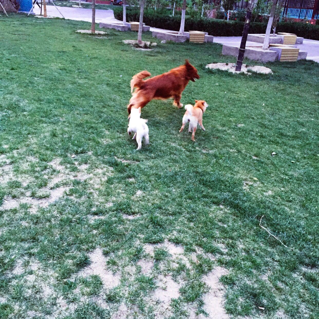 工作比较忙的人,适合养什么狗做宠物? - 王思聪