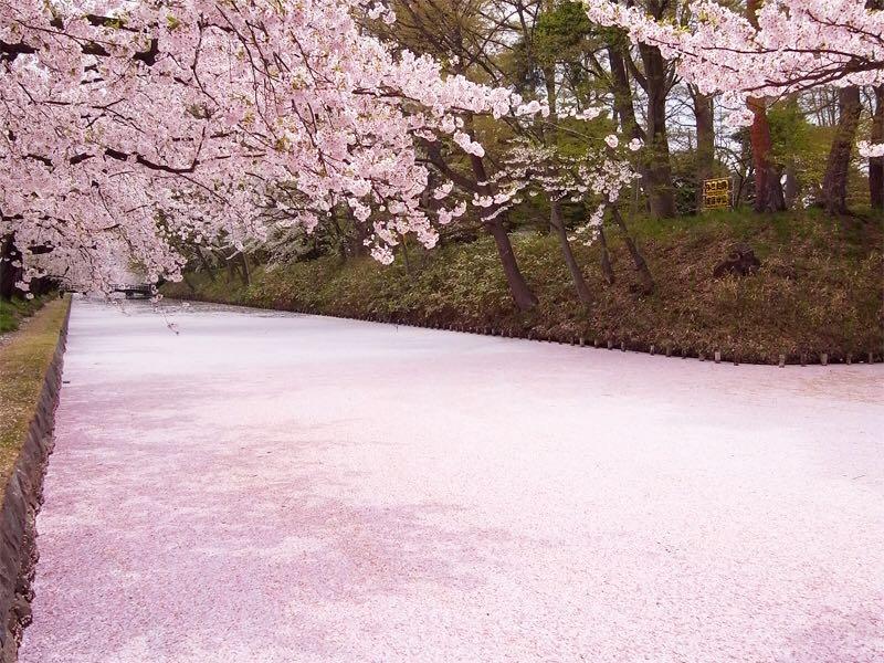 四月十八去日本,哪里还能看到樱花? - CD半张