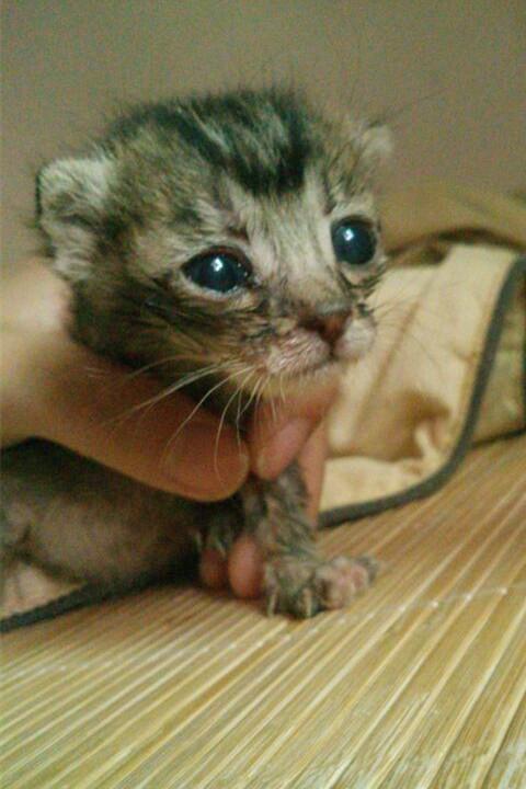 怎样判断猫的年龄? - 咲手的回答 - 知乎