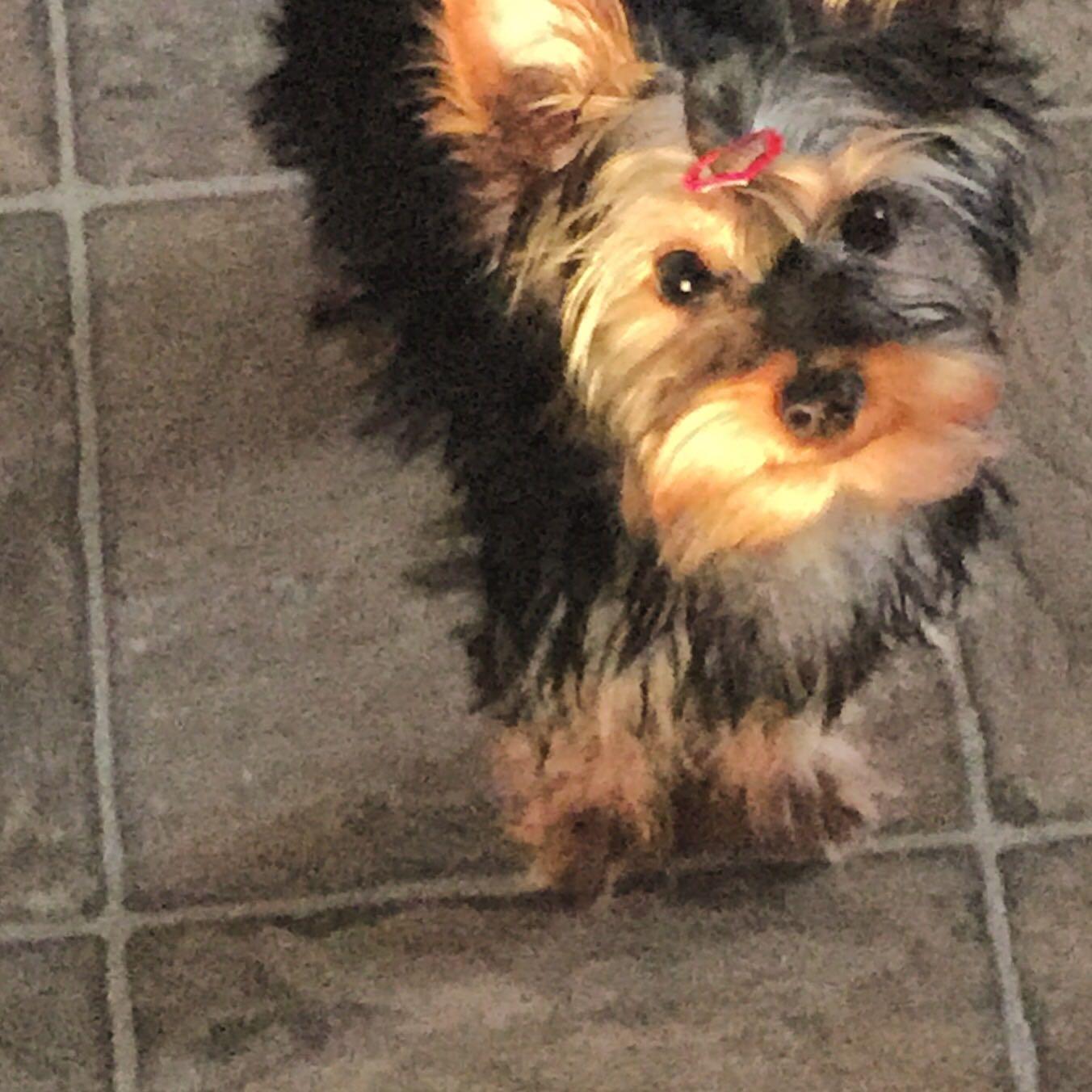 人舔狗,狗是什么感觉? - 匿名用户的回答 - 知乎