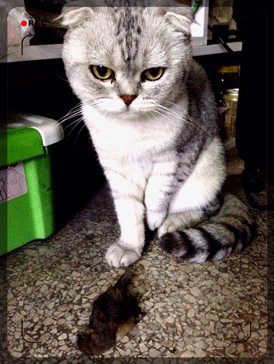 怎么看待网友们喷回忆专用小<em>马甲</em>的折耳猫<em>端午</em>