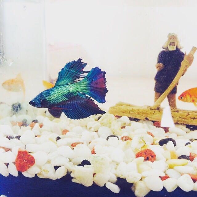 买了一条斗鱼,怎么养啊?