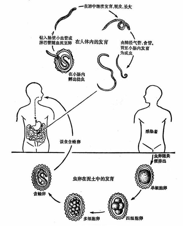 一想到这些东西在肠胃肝脏里蠕动,我就乖乖洗手晒被子