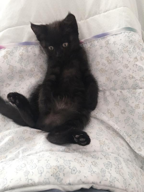 中华田园猫的颜值有多高?
