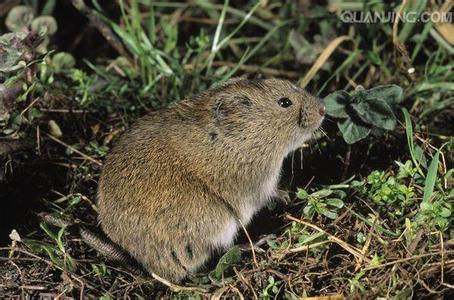 最近看到微博在讨论广东人什么都敢吃,其他省