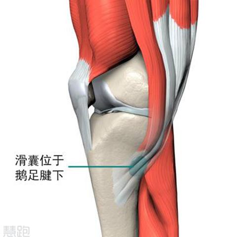 戴剑松:鹅足腱滑囊炎是膝内侧痛的最常见原因.