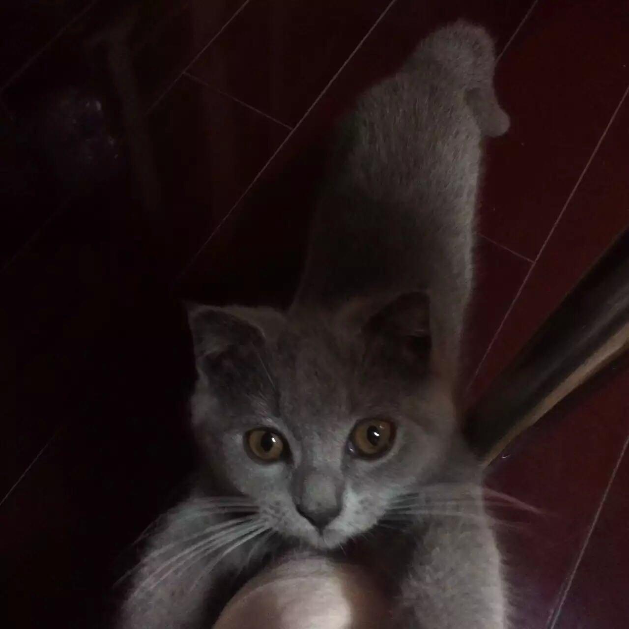 猫喜欢被人养吗? - 王不二的回答