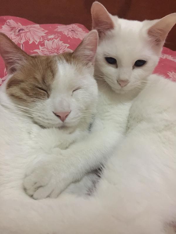 说说你家的猫咪?