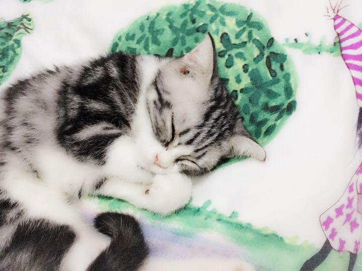 如何才能给猫或者狗起一个放荡不羁的名字? -