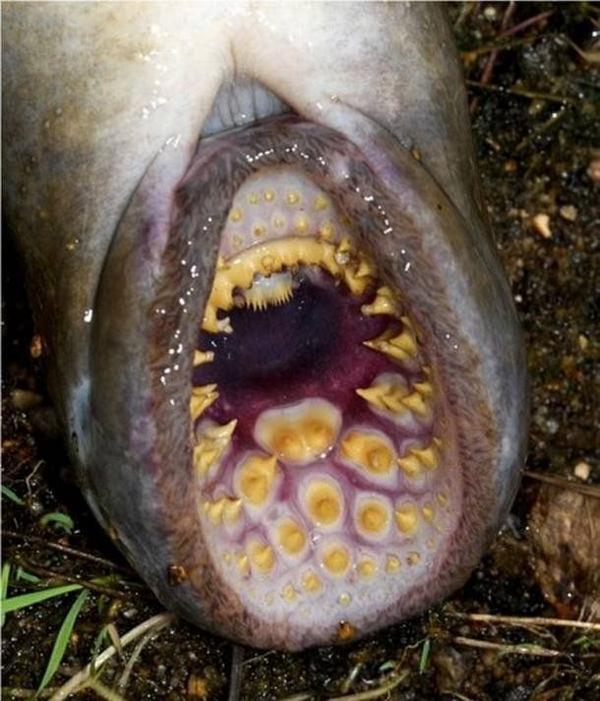 lamprey 七鳃鳗 靠吸其他鱼的血为生,听上去很寄生,但是经常直接把