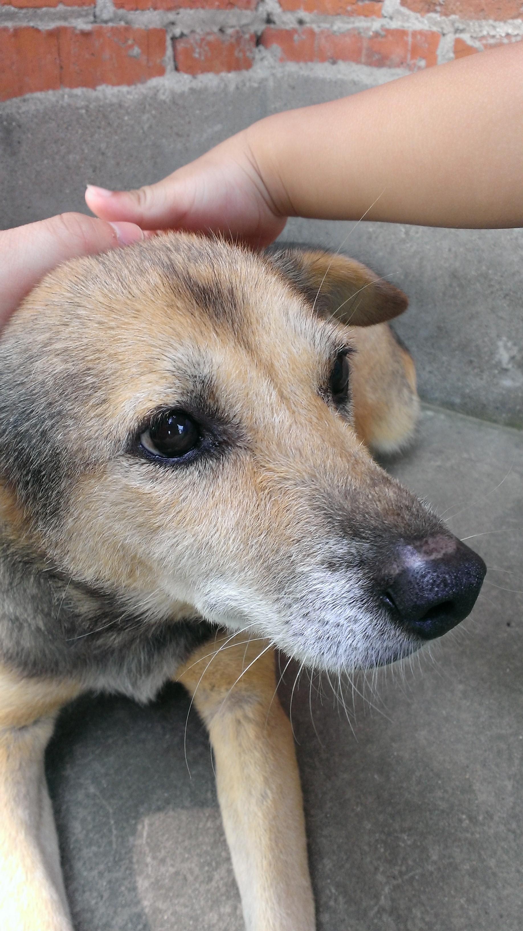 狗是怎么理解离别的? - 壮汉小小心的回答