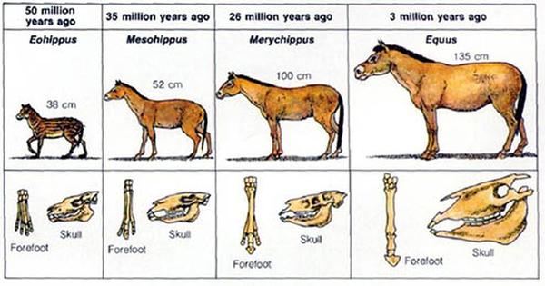 右:渐新马 mesohippus,又名间马,新三趾马 neohipparion,始祖马