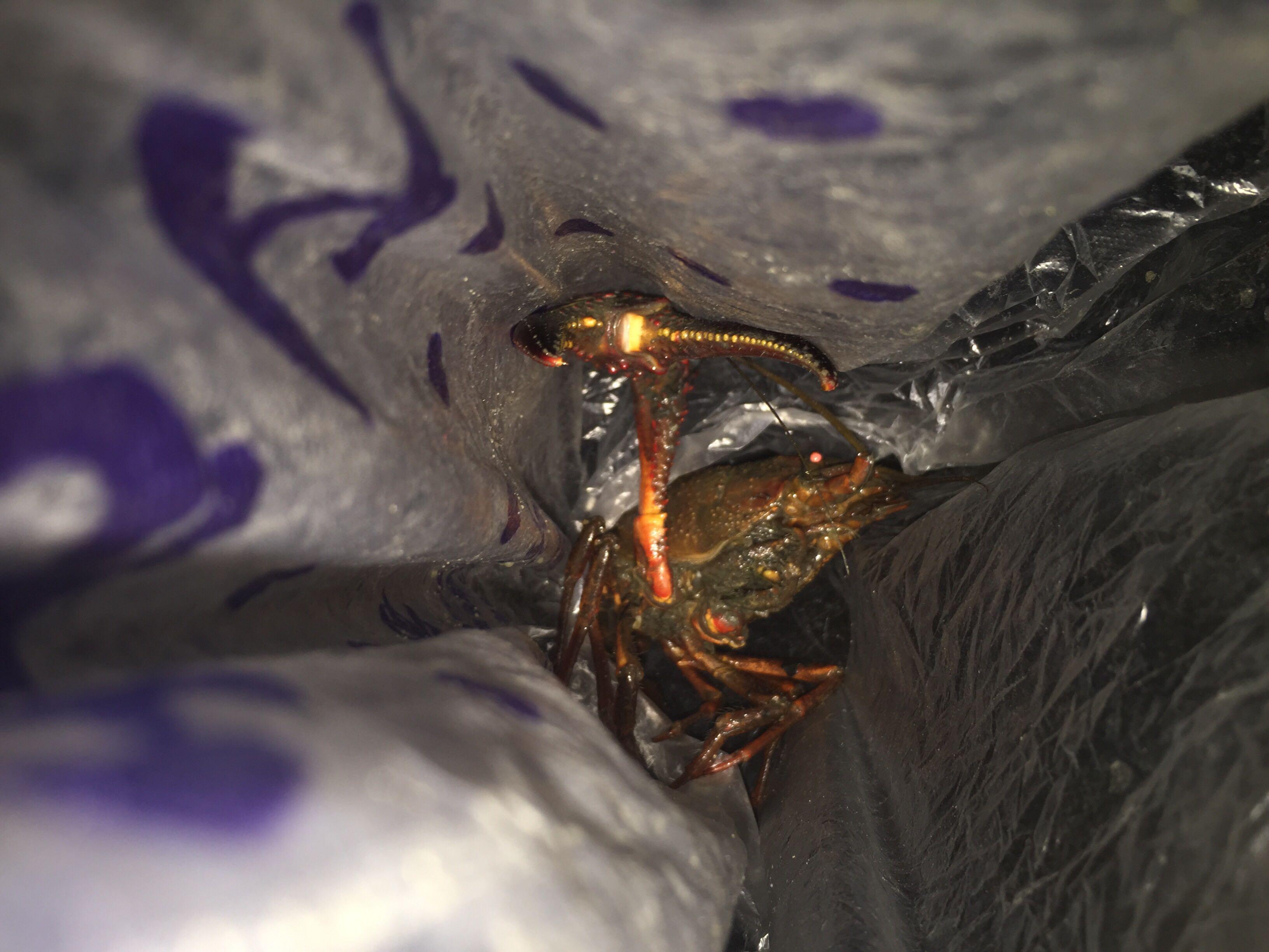 小龙虾为什么这么贵? - MLET 的回答