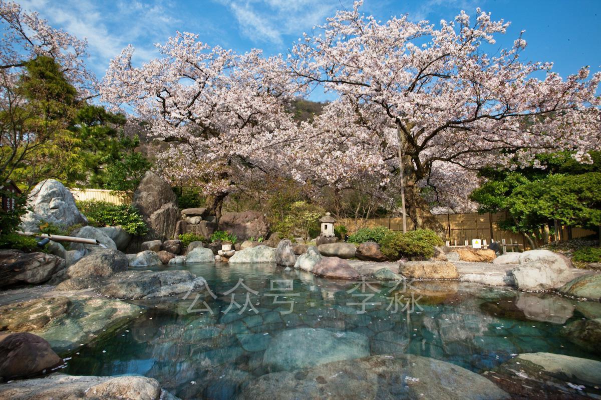 日本3月樱花比较偏门的观赏地点有哪些? - 李淼