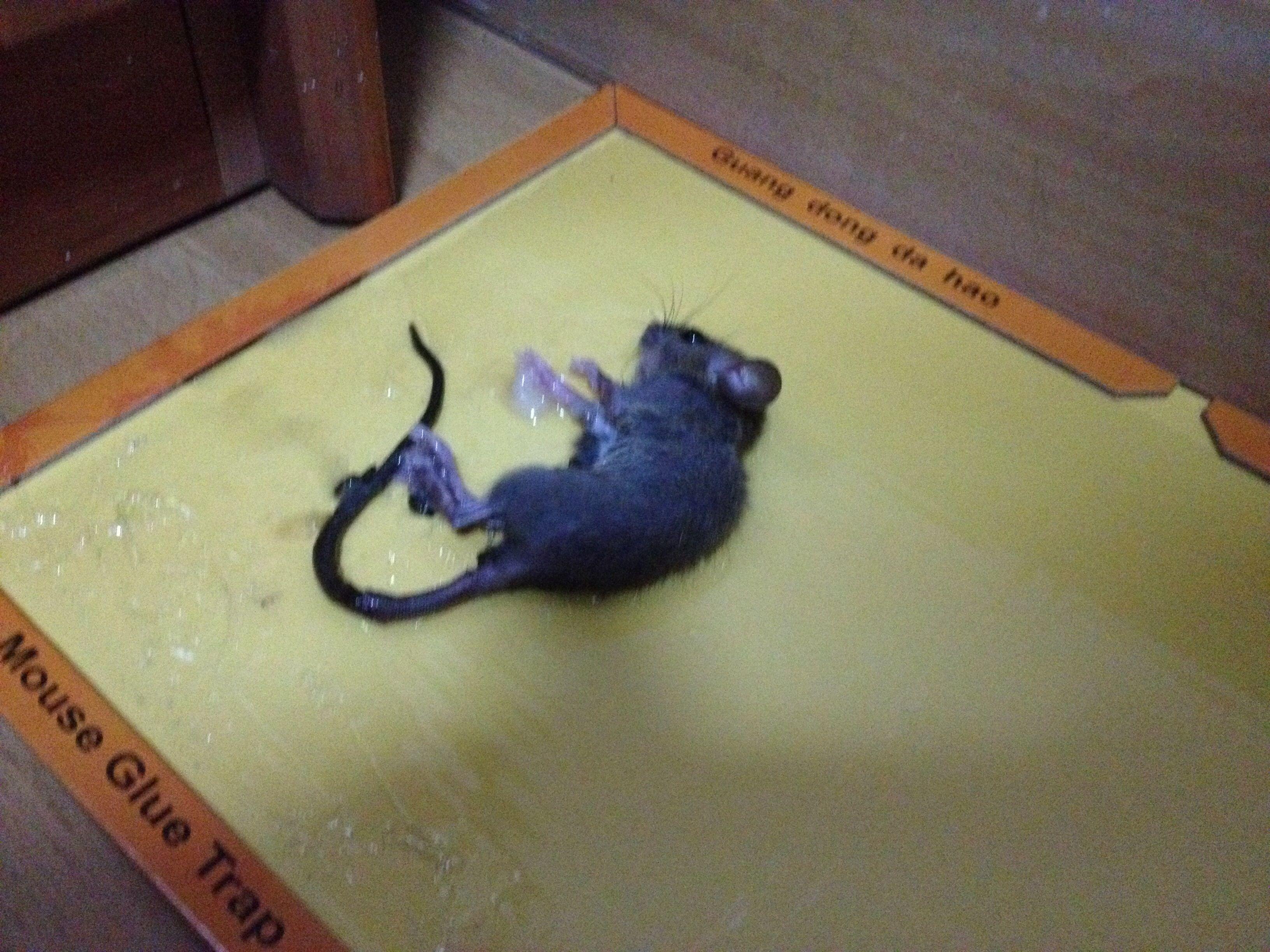 各种抓老鼠绝招? - 知乎