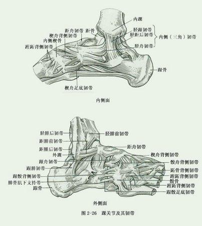 先给你一张踝关节解剖图,你也没说清楚到底是哪根韧带断裂?