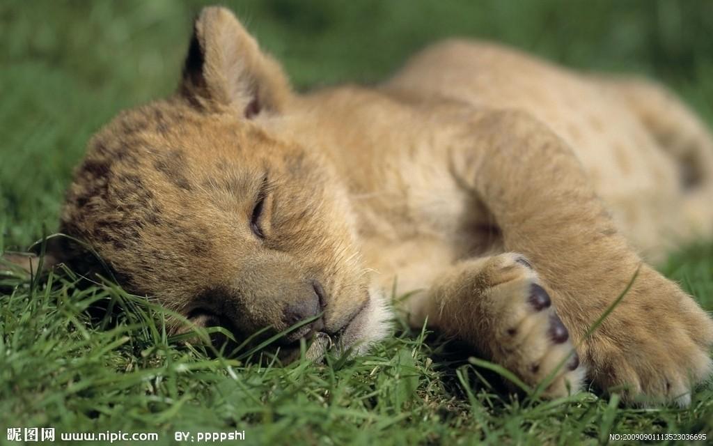 晚上睡觉喜欢趴着睡,如何才能睡得舒服?手,脸