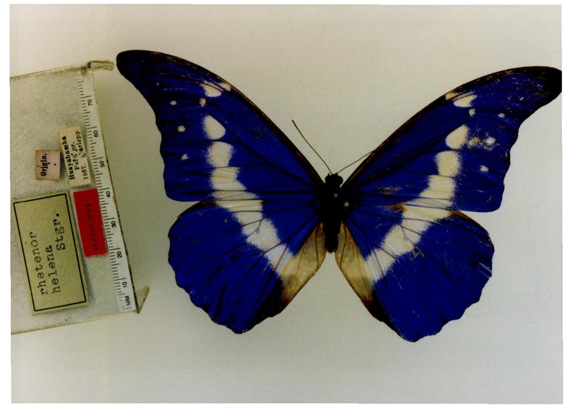 morpho helena  staudinger, 1890 – helena blue morpho海伦娜闪蝶