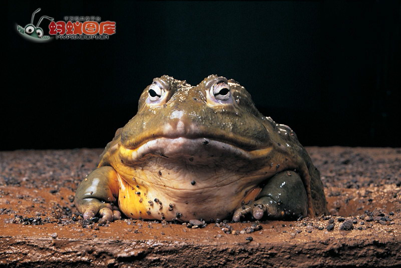 谁适合做知乎的广告代言人? - 欧尼玛的回答