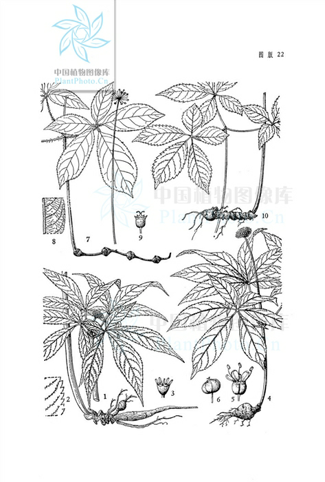有人认识三七这类植物吗 知乎