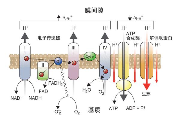 导致发电的效率大大降低(发电的主要设备—电子传递链,凭借神奇的"