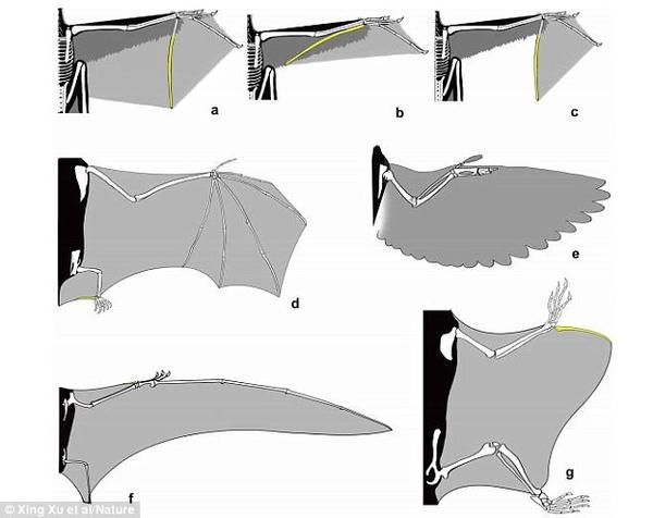 这张图片显示奇翼龙翅膀(a)与其它有翼四足动物(b和c)的对比图,蝙蝠