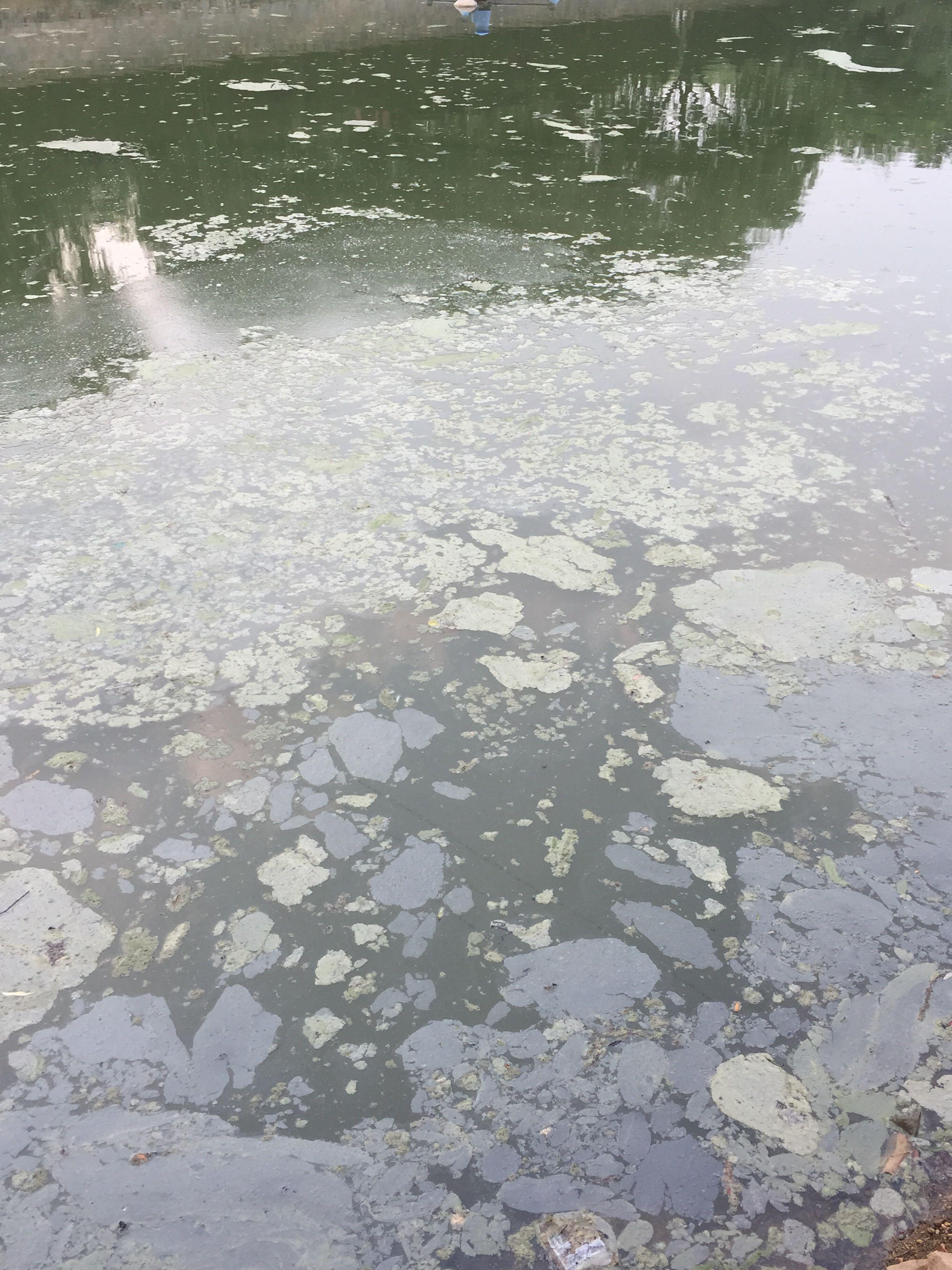鱼塘表面漂浮绿色泡沫状污物是什么原因?如何