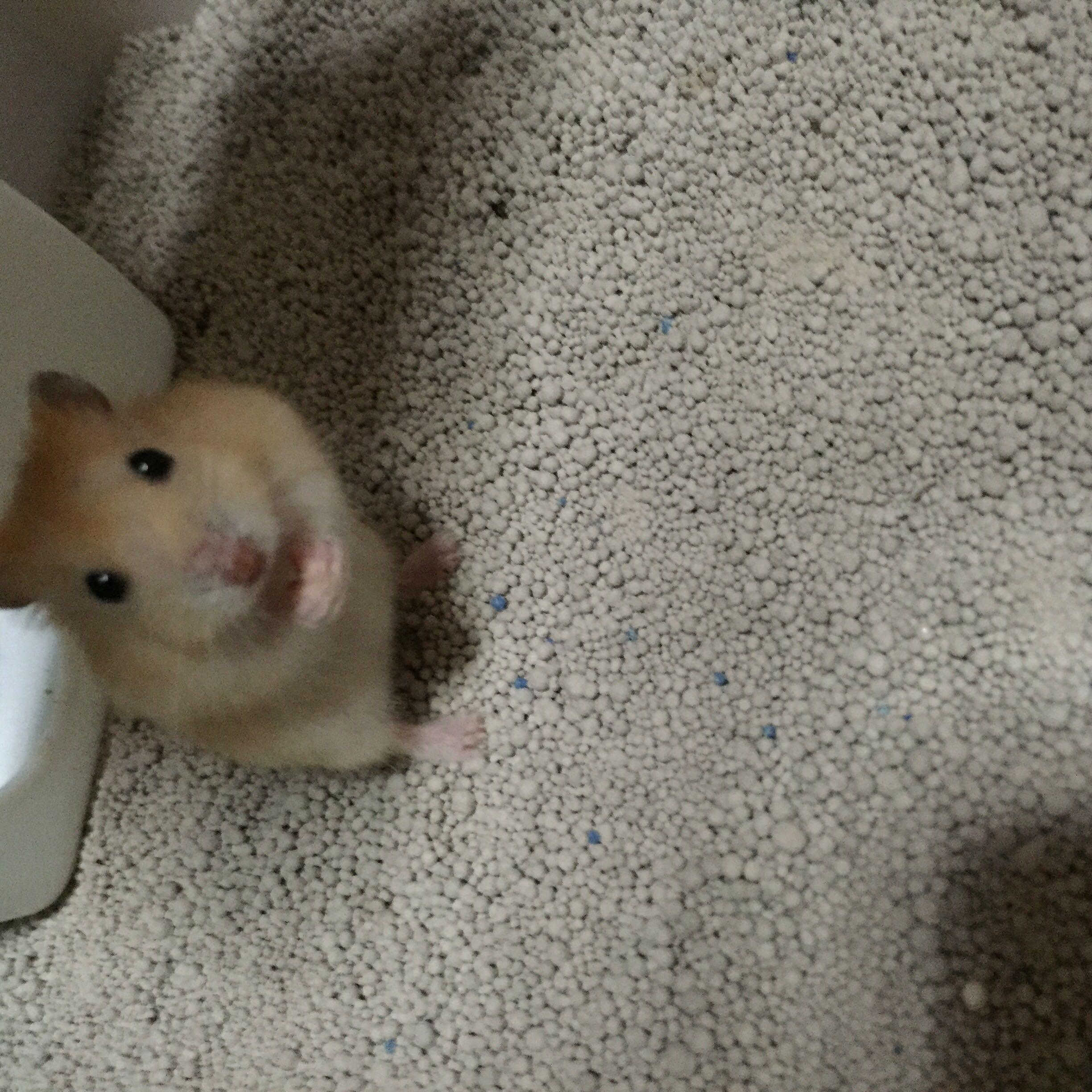 如何让仓鼠乖乖躺手.? - 知乎用户的回答 - 知乎