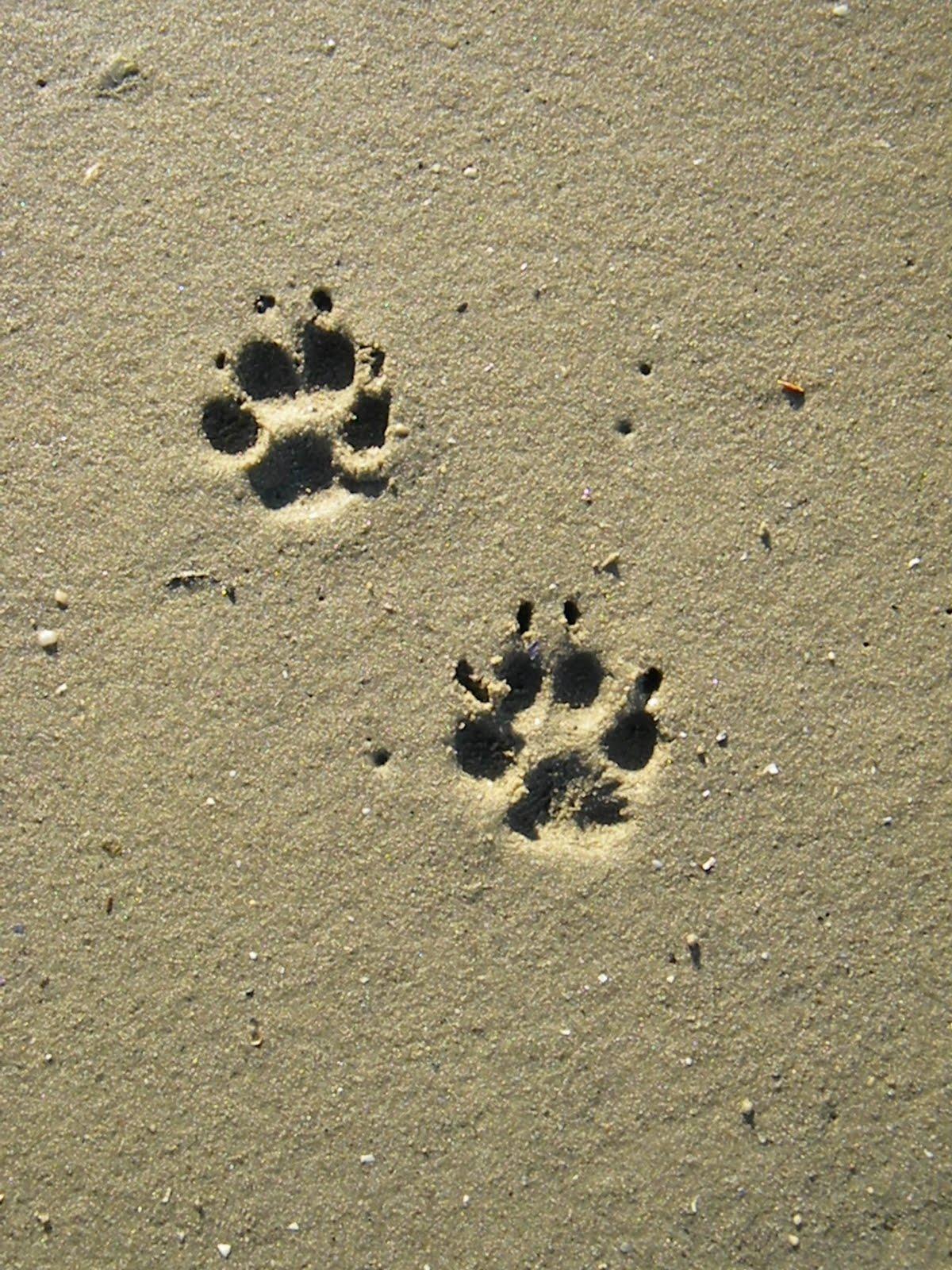 说你纹的是猫还是狗还是狮子老虎豹子狼猎狗豺狼狐狸狞猫猞猁啥的