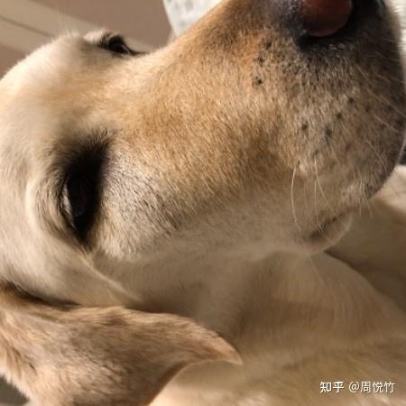狗狗右脸肿了怎么回事