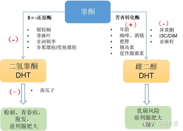 雄性激素睾酮的代谢机制