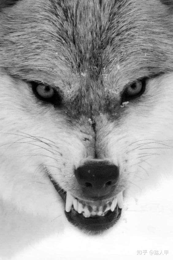 狼真的如传说中那般冷血无情吗?狼为何会对月亮嚎叫?