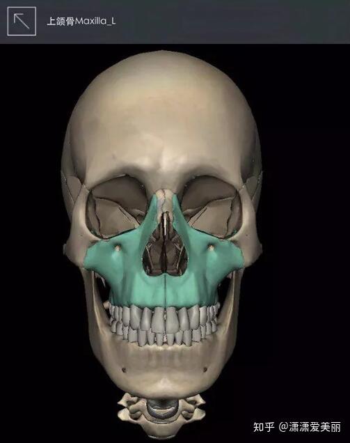 双鄂=上颚(上颌骨) 下颚(下颌骨),图中有颜色部位.