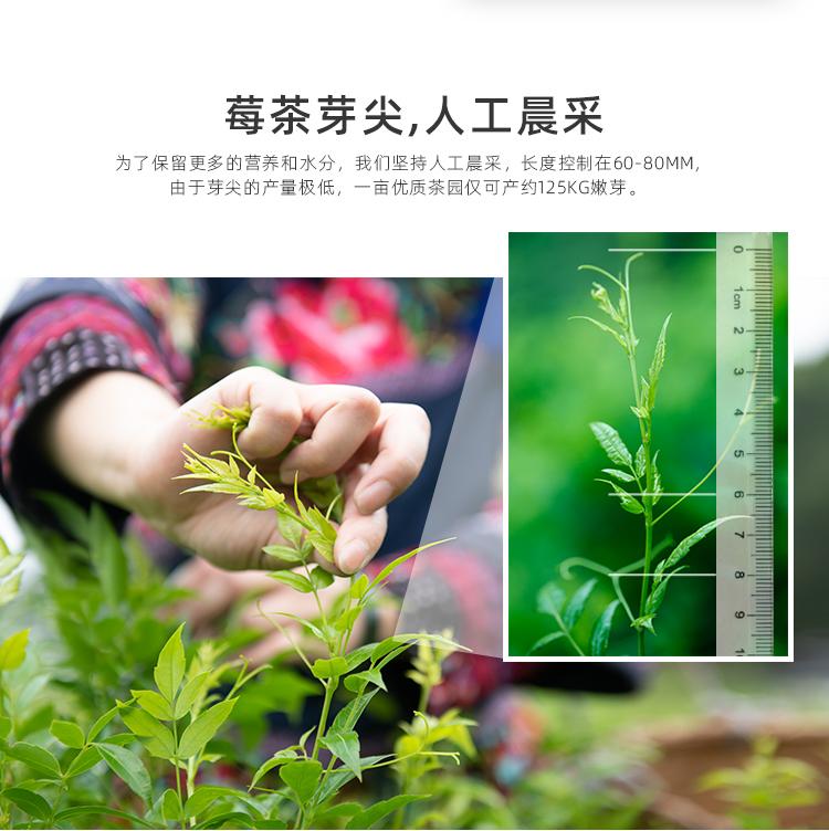 茅岩莓茶我们没有野生的